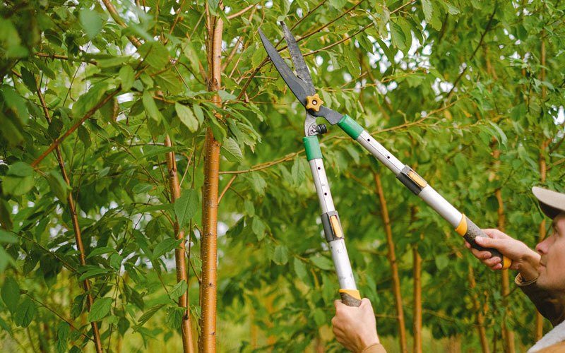 Tree trimming in Thornton, CO